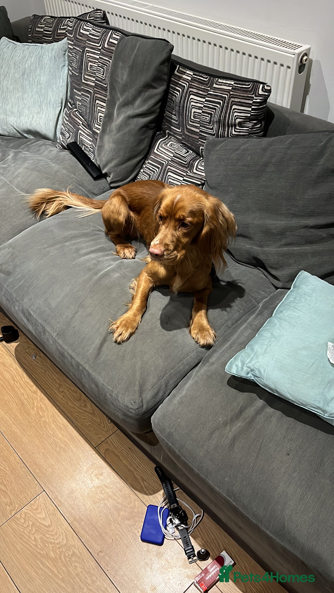 Cocker Spaniel dogs for stud: Cocker spaniel for studding  - Advert 5