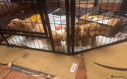 Labrador Retriever dogs for sale: 6 Pedigree Fox Red Labrador Puppies - Image 6
