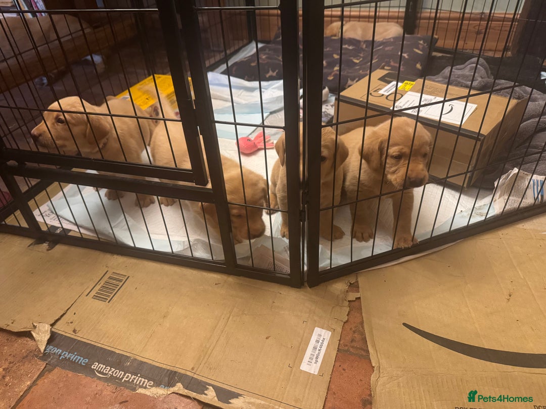 Labrador Retriever dogs for sale: 6 Pedigree Fox Red Labrador Puppies - Image 6