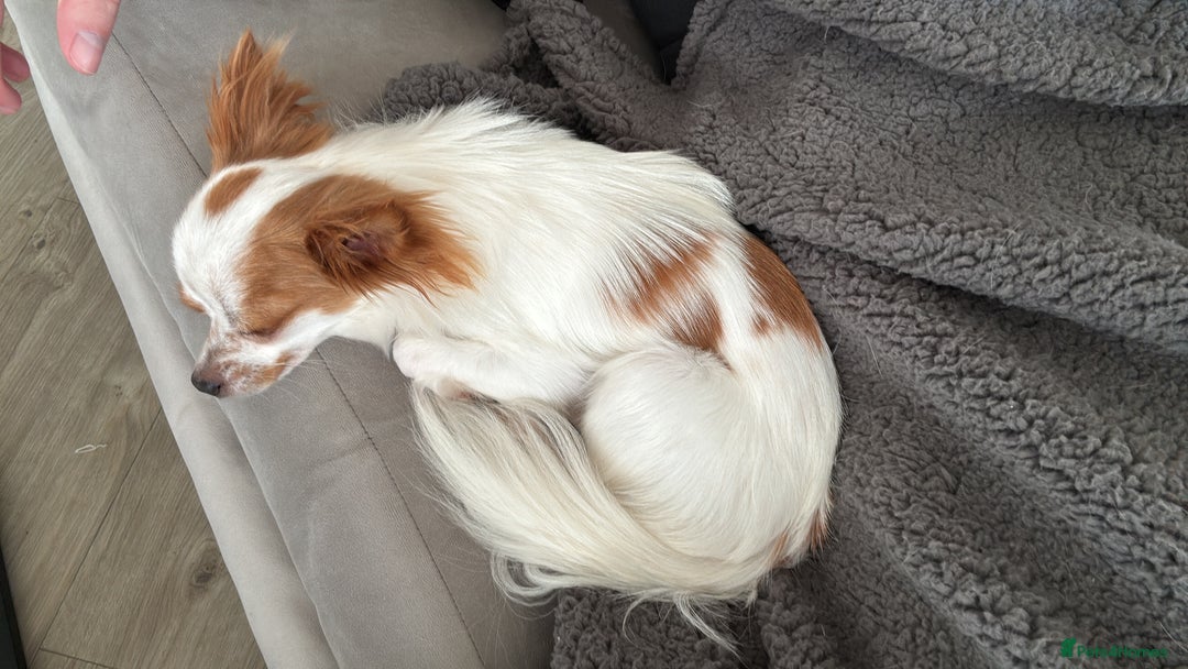 Chihuahua dogs for sale: 11 month old Chihuahua for sale  - Image 2