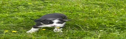 Border Collie dogs for sale: Collie pups wanting there forever home - Advert 7