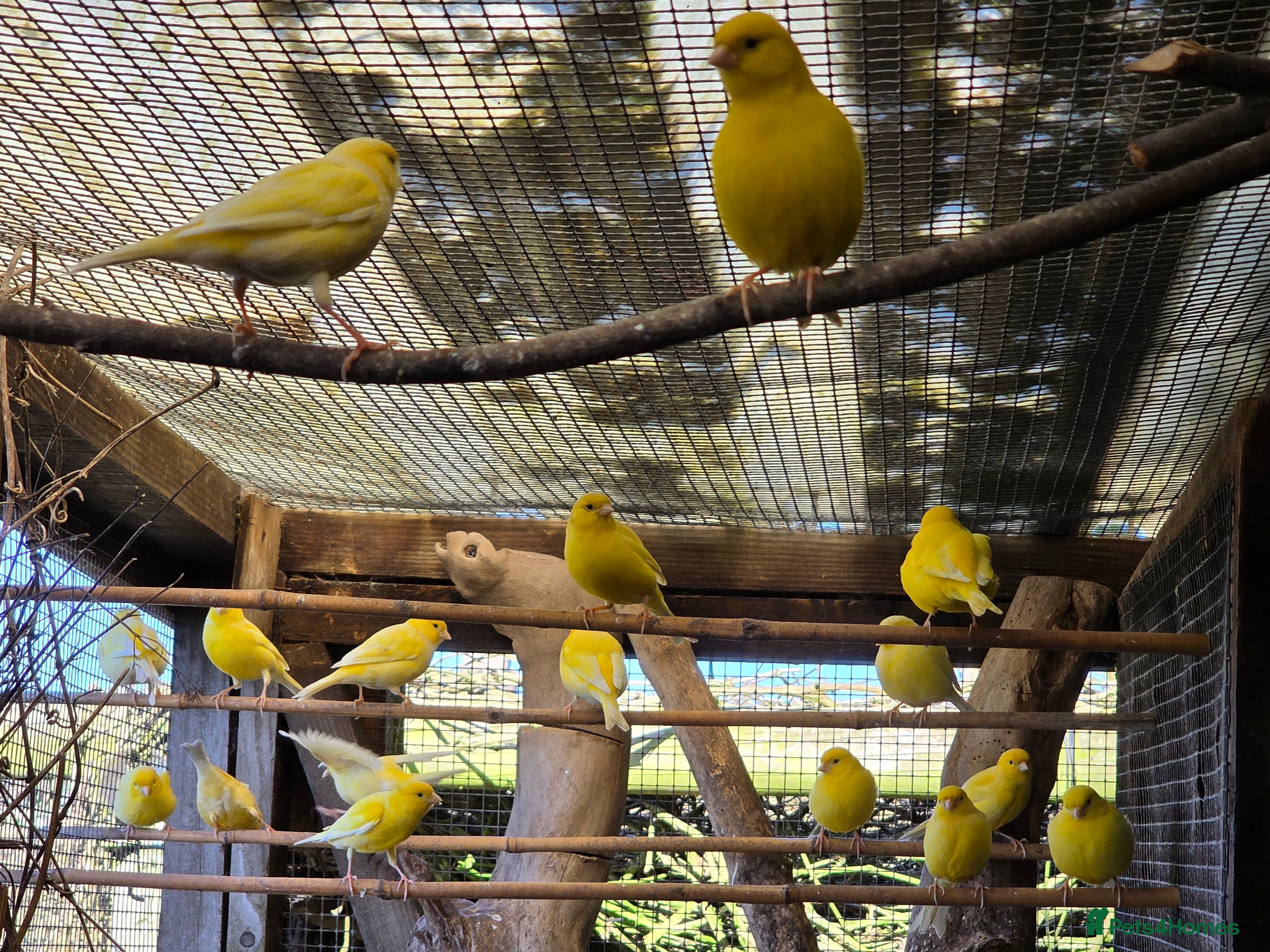 Canaries birds Yellow canaries - Advert 11