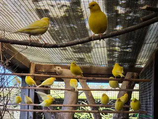 Canaries birds Yellow canaries - Advert 11