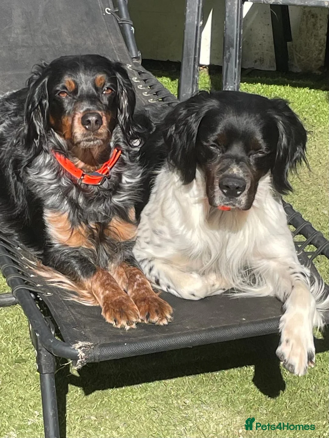 Brittany Spaniel dogs for sale: Brittany’s for working homes or active family pets - Advert 2