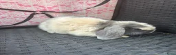 Mini Lop rabbits for sale: Ready to leave 8 week old baby mini lops in Frome - Advert 12
