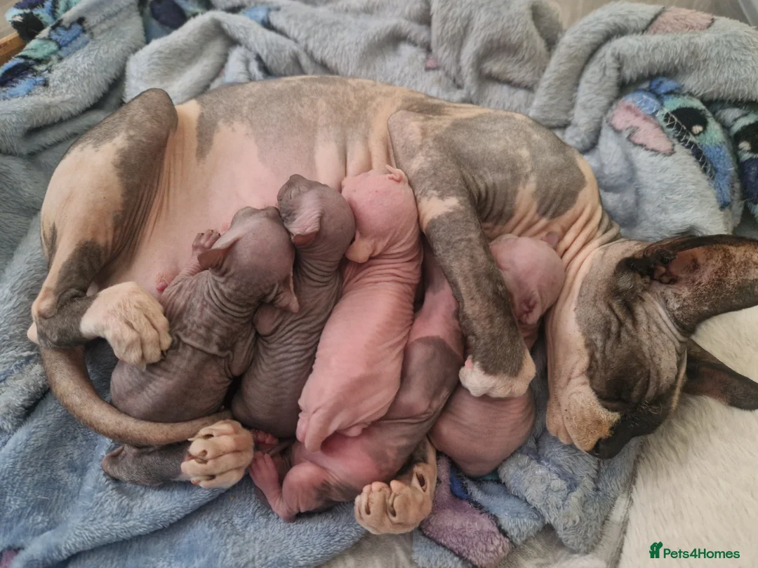 Sphynx cats for sale: Five Beautiful Thriving Sphynx Kittens  - Advert 1