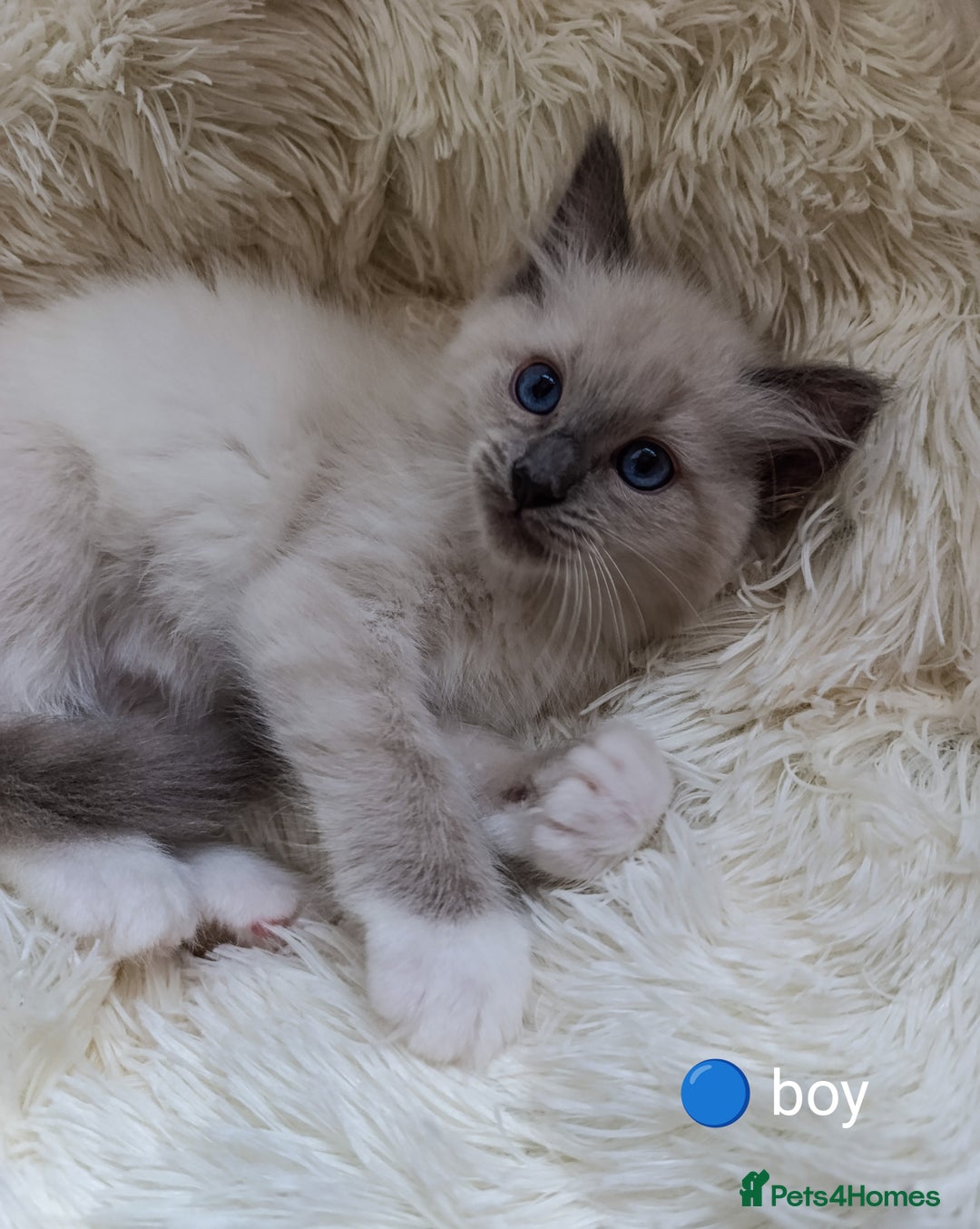 Ragdoll cats for sale: Adorable Ragdoll kittens - Image 7