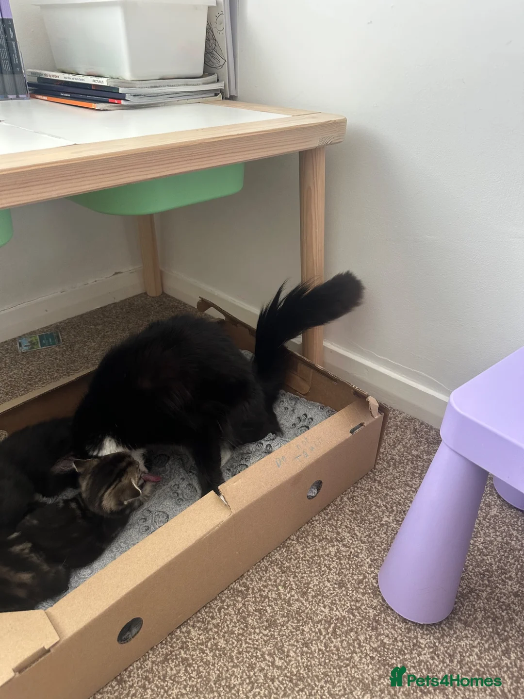 Mixed Breed cats for sale: Kitten  in Rugby - Advert 6