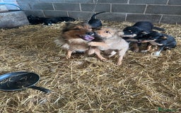 Border Collie dogs for sale: 7 gorjous border collies - Image 3