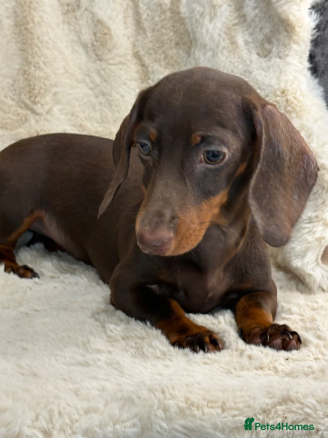 Miniature Dachshund dogs for sale: Beautiful dachshund puppies  - Advert 1