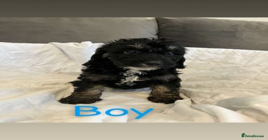 Cockapoo dogs - Advert 9
