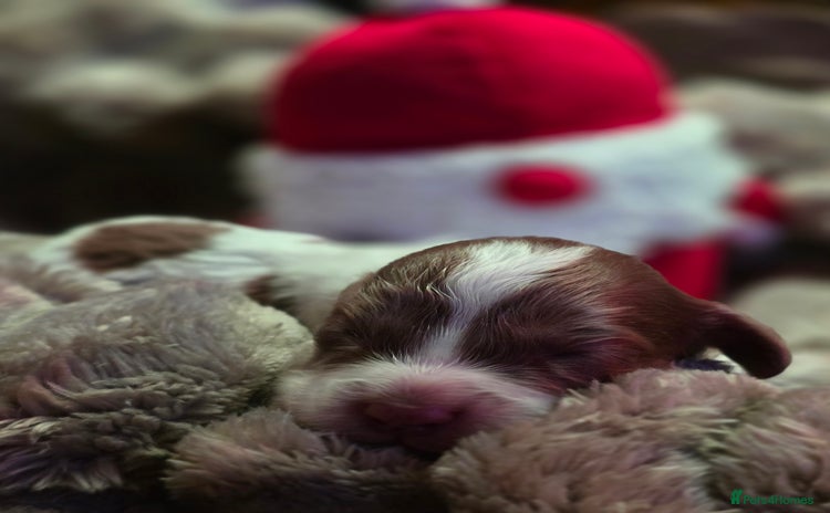 Cockapoo dogs - Advert 16