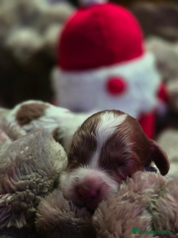 Cockapoo dogs - Advert 16