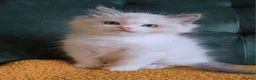 Ragdoll cats for sale: Show-class kittens ready for new homes! - Advert 2
