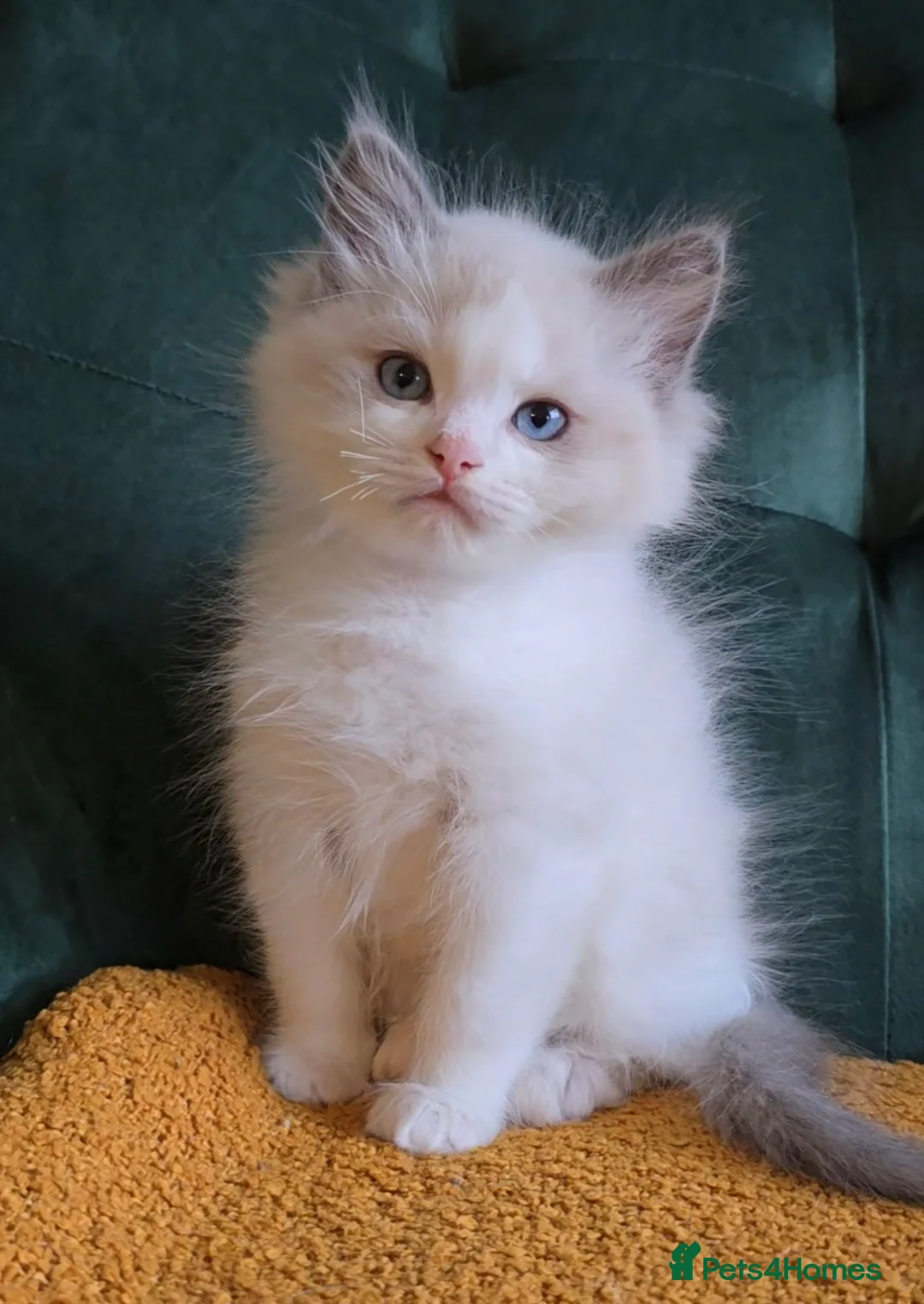 Ragdoll cats for sale: Show-class kittens ready for new homes! - Advert 2