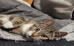 British Shorthair cats for sale: Male cat ready for new home - Image 2