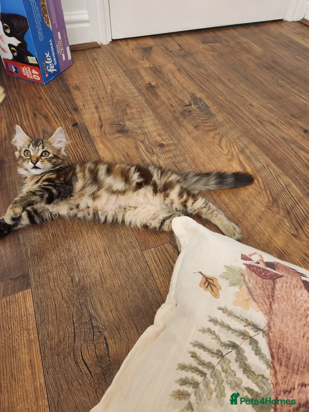 Maine Coon cats for sale: REDUCED due to buyer let down   Ginger girl  - Advert 2