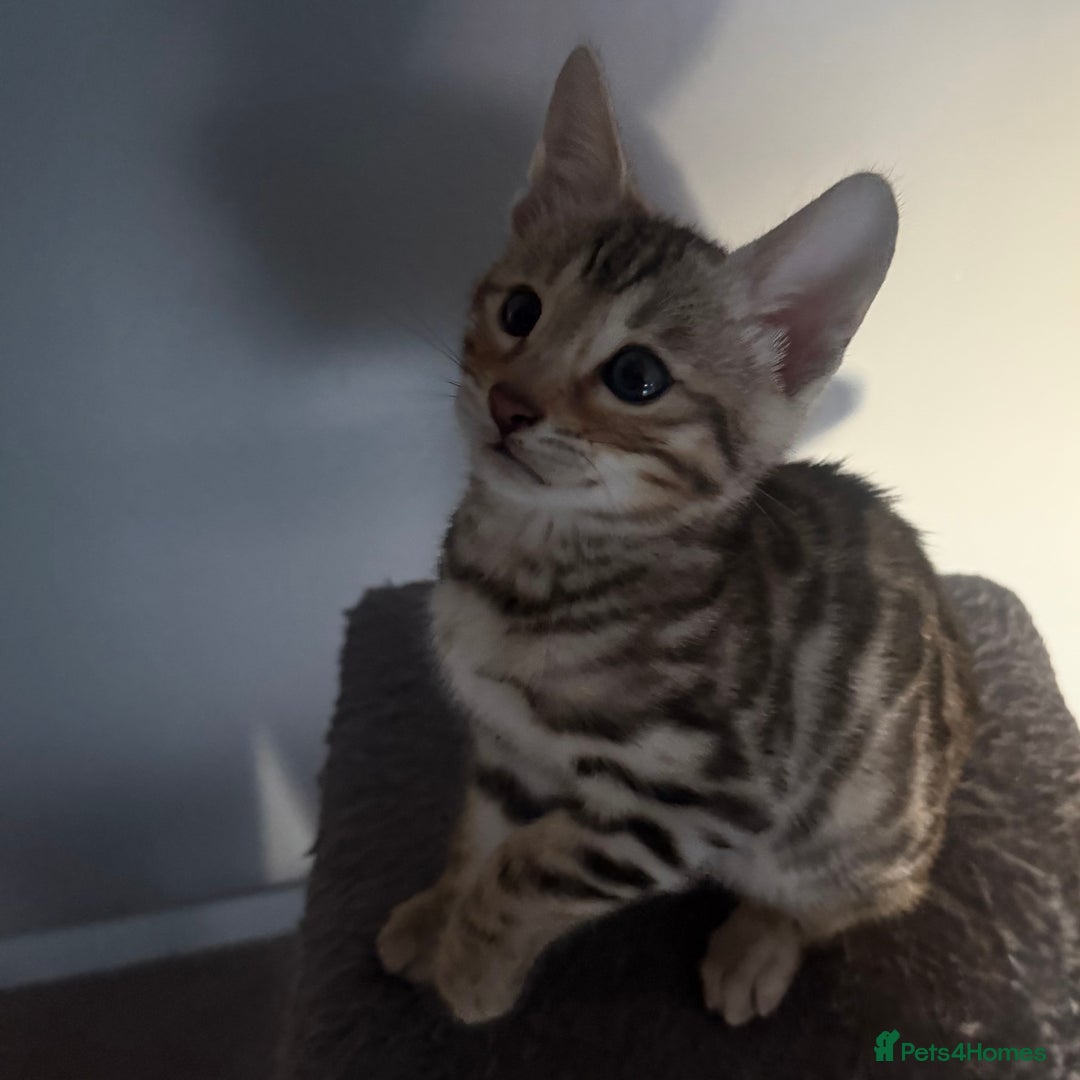 Bengal cats for sale: Pedigree Bengal Kitten 💙 - Advert 5