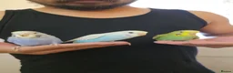 Budgerigars birds for sale: Hand tamed baby budgies for sale  - Advert 5