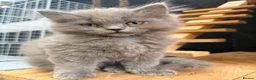 British Longhair cats for sale: Rainbow litter of show quality kittens  - Advert 7