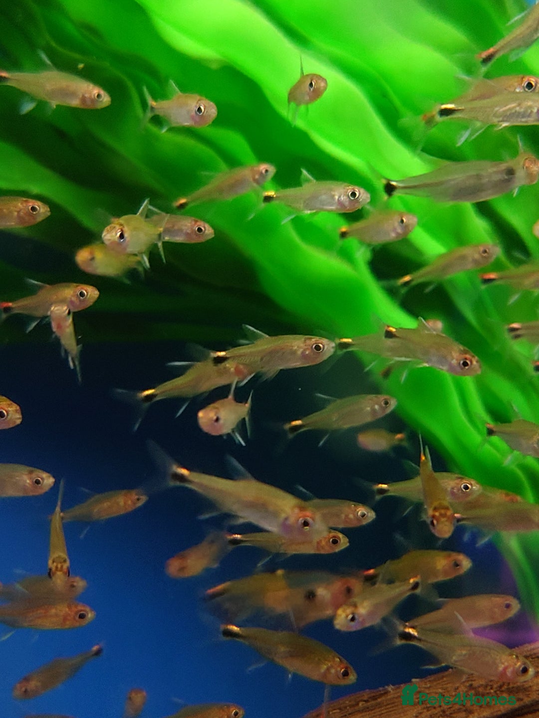 Other/Mixed Breed fish for sale: Fish Stock List - Updated Regularly  - Image 21