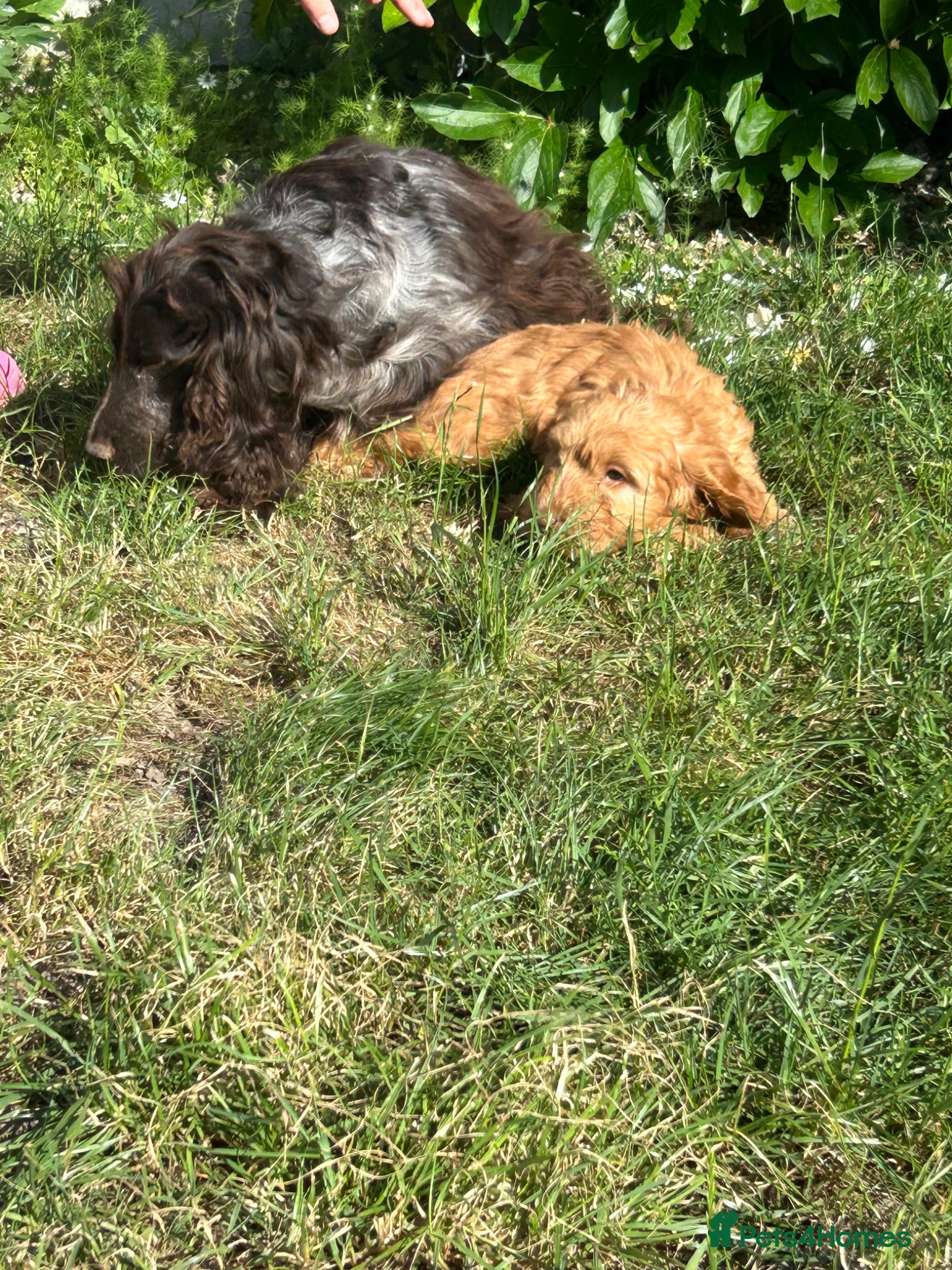 Cockapoo dogs Gorgeous Cockapoo Boys  - Advert 2