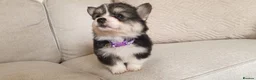 Welsh Corgi Pembroke dogs for sale: 8 Beautiful Kc Welsh Corgi puppies ready soon... - Advert 23