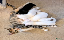 Mixed Breed cats for sale: Adorable kittens for sale - Image 7