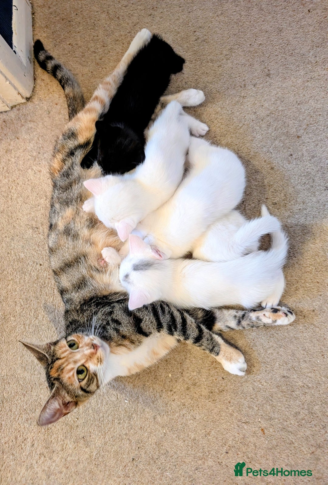Mixed Breed cats for sale: Adorable kittens for sale - Image 7