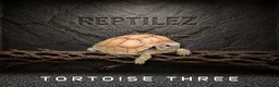 Tortoise reptiles for sale: TORTOISES - Advert 4