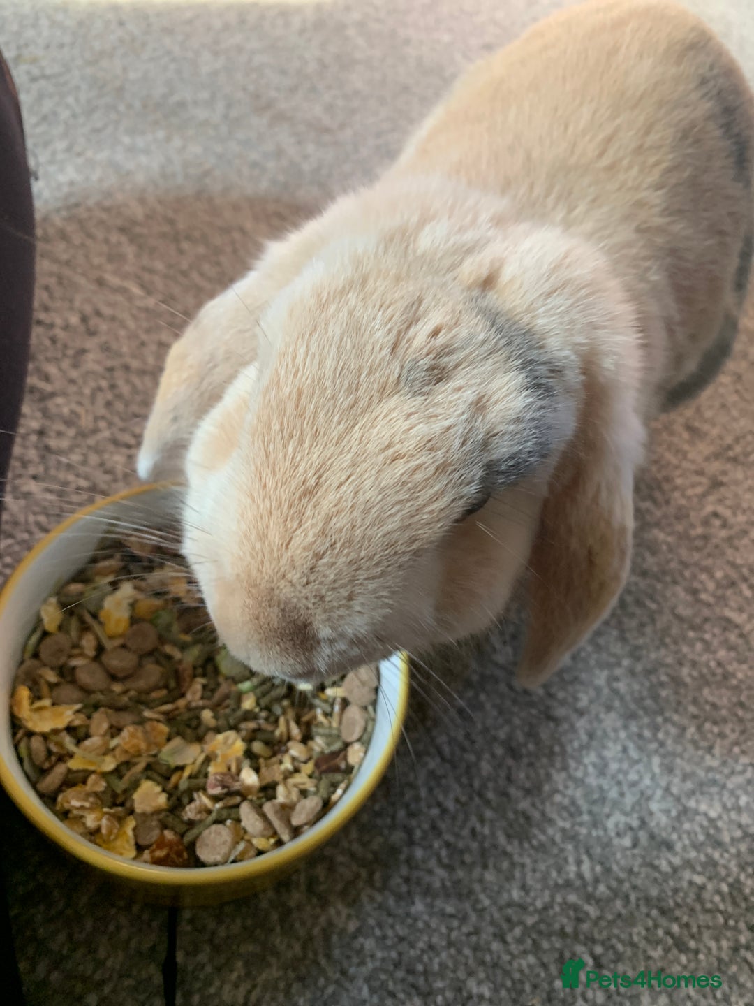 Mini Lop rabbits for sale: Rabbit for sale - Image 2