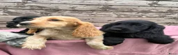 Cocker Spaniel dogs for sale: Cocker Spaniel puppies  - Advert 5