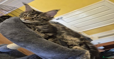 Maine Coon cats - Advert 2