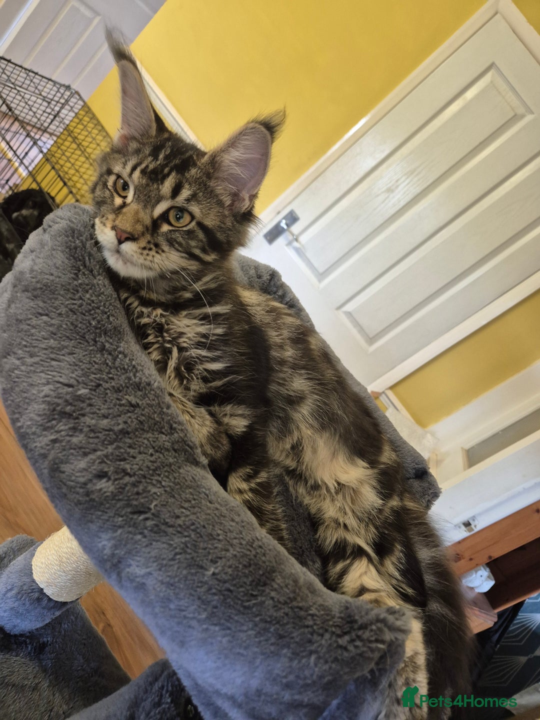 Maine Coon cats for sale: Beautiful Classic Tabby Girl - Image 2