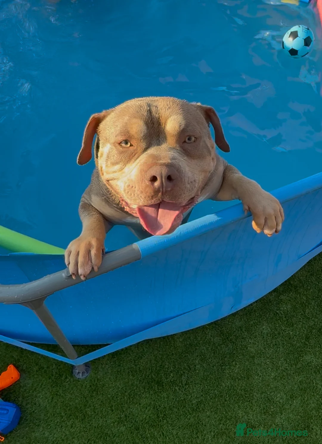 American Bully dogs for sale: Sweet boy needing a forever home❤️ - Advert 9