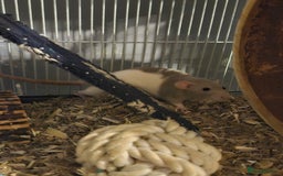 Rat rodents for sale: Young Female Grey/White Rats - Advert 5
