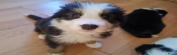 Mixed Breed dogs for sale: Beautiful Bordernese  - Advert 23