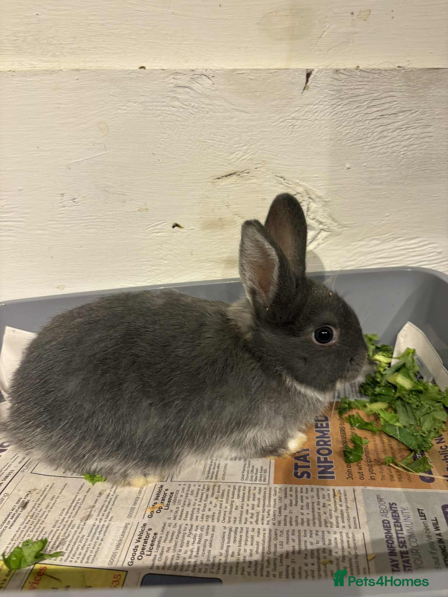 Lionhead rabbits Mini lop babies REDUCED  - Advert 1