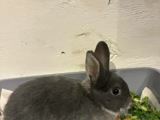 Lionhead rabbits Mini lop babies REDUCED - Advert 11