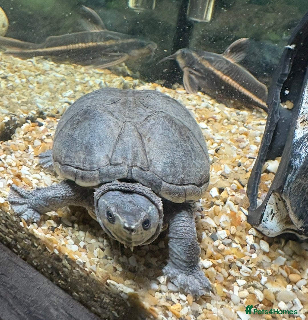 Turtle reptiles for sale: Meet Helen - looking for her forever home - Advert 2