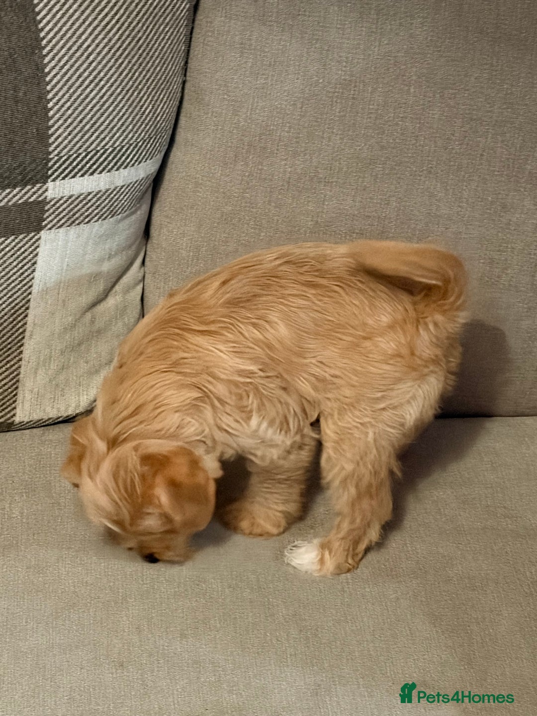 Mixed Breed dogs for sale: Poodle Cross Puppies (x2 female left) - Advert 3