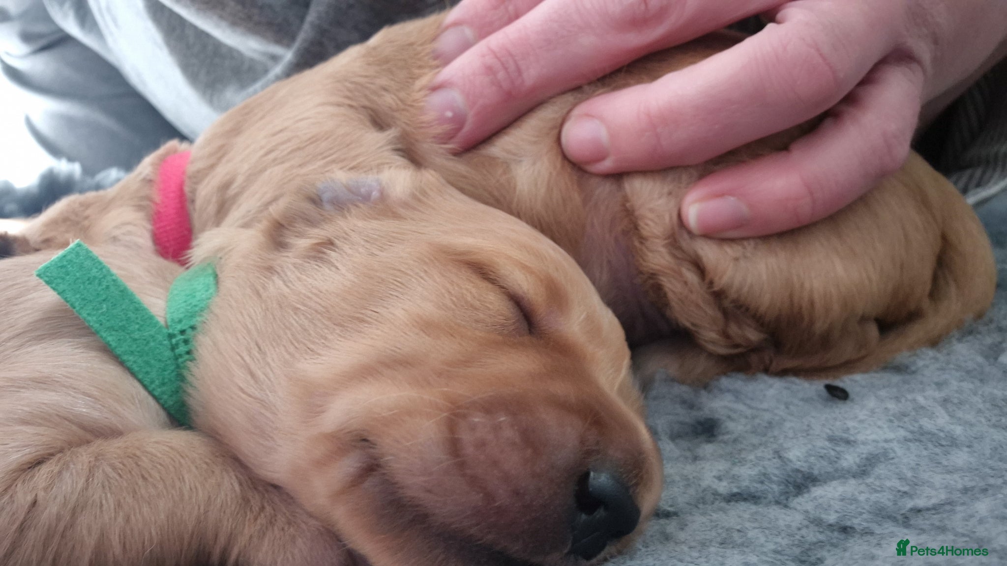 Golden Retriever dogs 7 dark golden retriever fully health tested parent - Advert 2