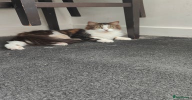 Maine Coon cats - Advert 4