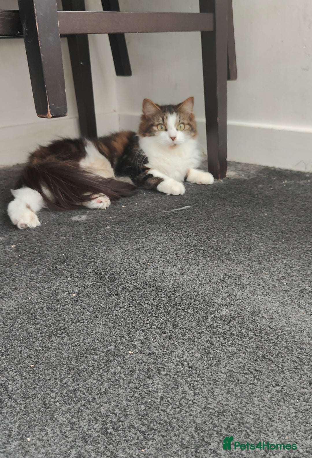 Maine Coon cats for sale: Norwegian Forest Cat - Image 2