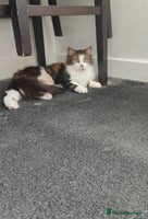 Maine Coon cats - Advert 6