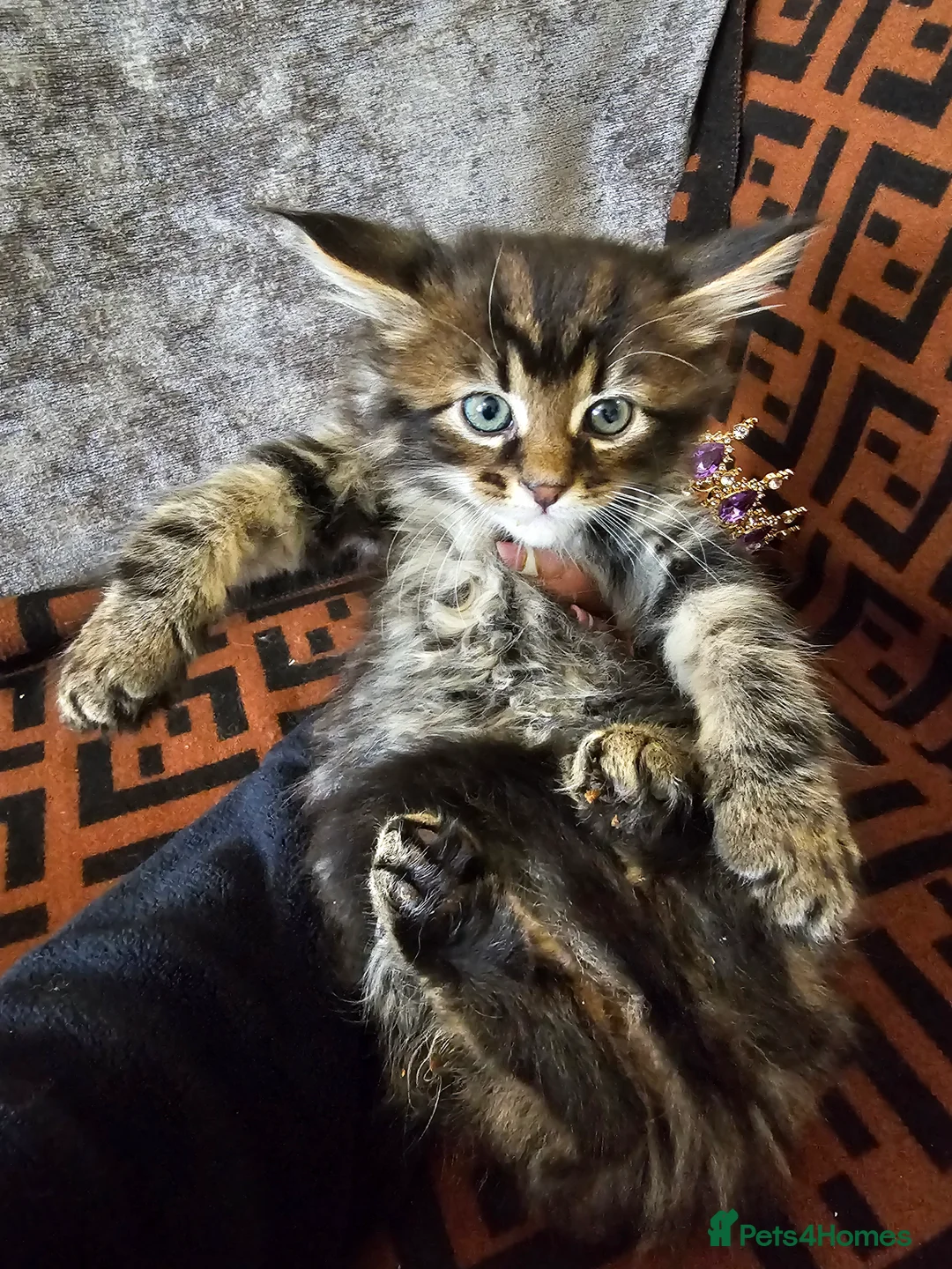 Maine Coon cats for sale:  Beautiful Siberian x Maine Coon Kittens Available - Advert 14