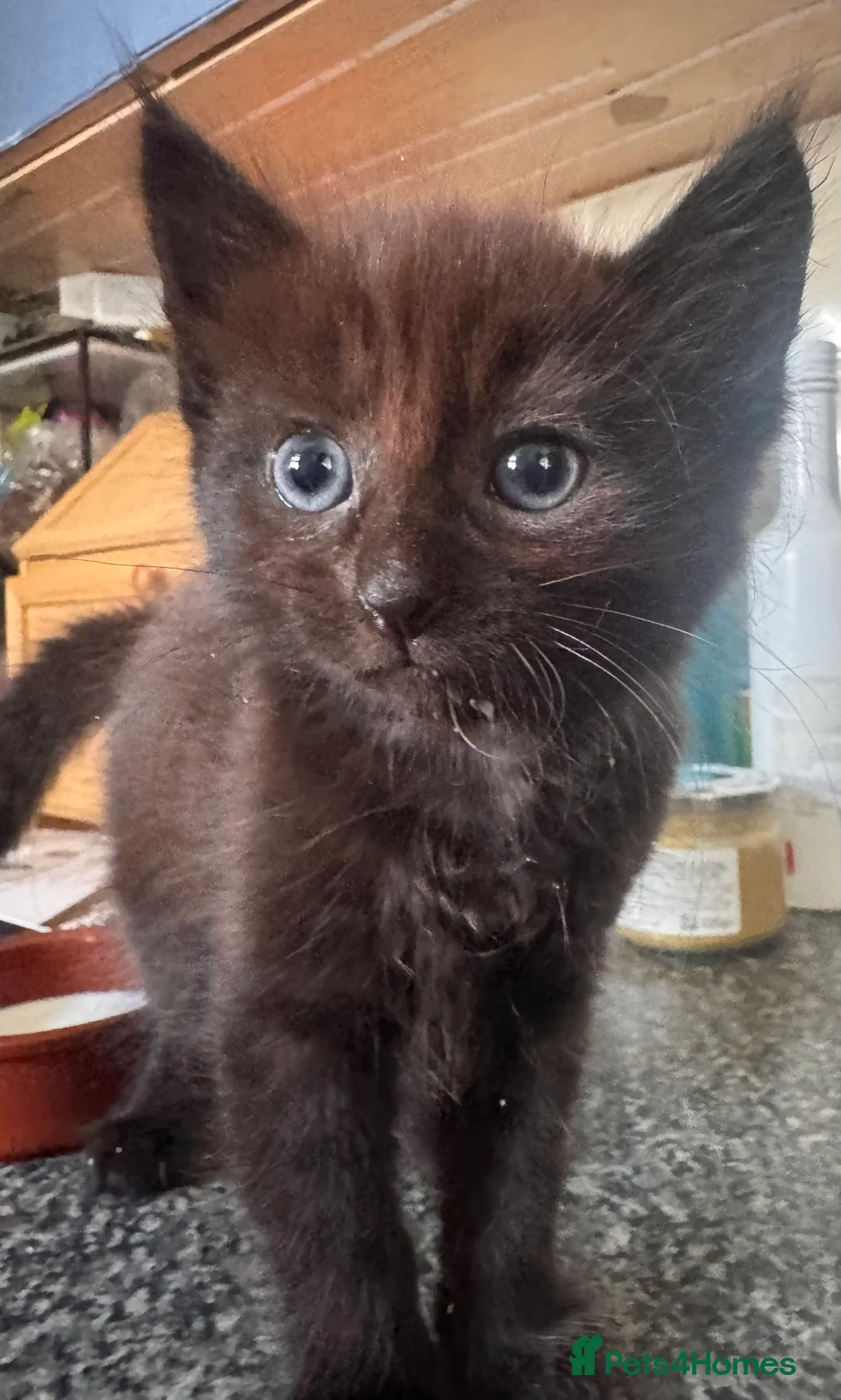 Mixed Breed cats for sale: Mixed breed kittens - Advert 2