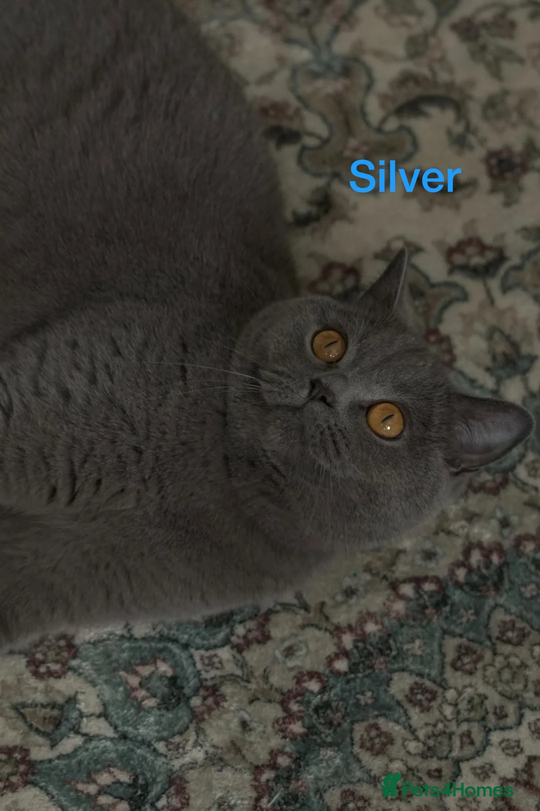 British Shorthair cats for sale: British Shorthair Cats Looking for a Loving Home in London - Advert 6
