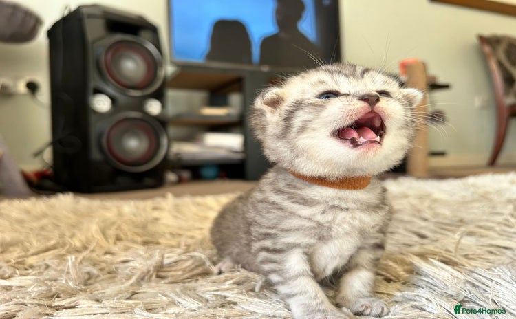 Scottish Fold cats - Advert 1