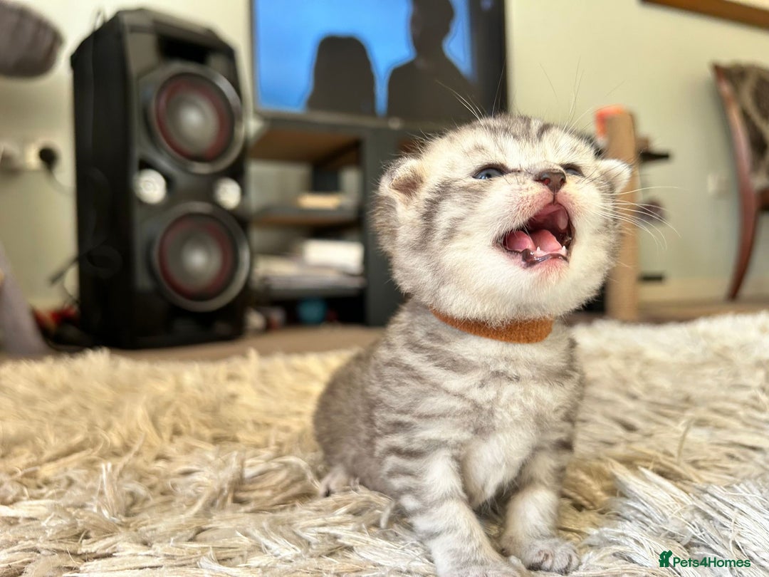 Scottish Fold cats for sale: Scottish fold kittens - Image 1